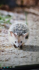 Paraechinus aethiopicus