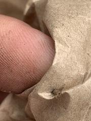 Metopininae