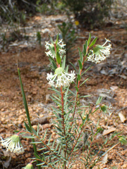 Pimelea suaveolens