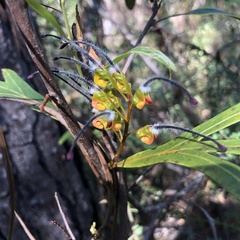 Grevillea venusta
