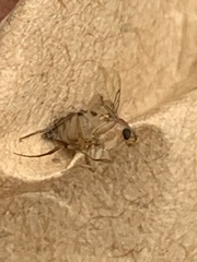 Metopininae
