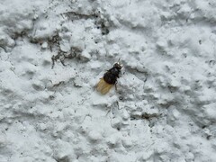 Craspedometopon basale