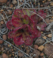 Drosera squamosa