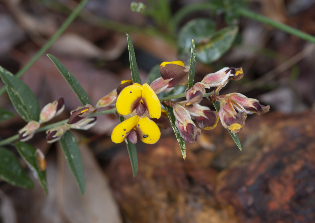 Bossiaea angustifolia