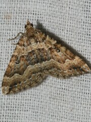 Epyaxa agelasta