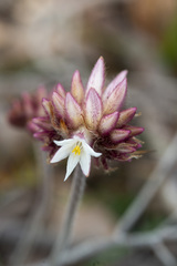 Conostylis setosa