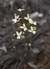 Stylidium hispidum