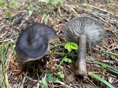 Melanoleuca angelesiana