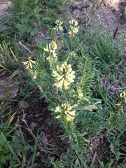 Astragalus strigulosus