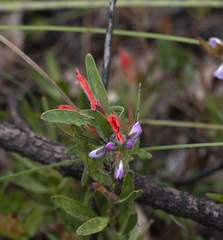 Adenanthos barbiger