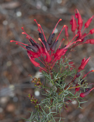 Grevillea wilsonii