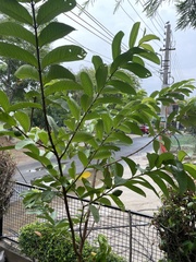 Psidium guajava