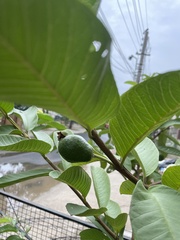 Psidium guajava