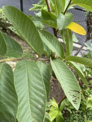 Psidium guajava