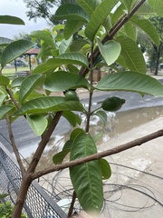 Psidium guajava