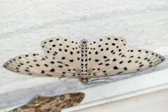 Percnia