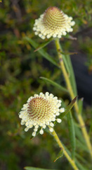 Isopogon sphaerocephalus