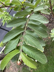 Psidium guajava