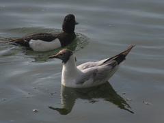 Chroicocephalus ridibundus