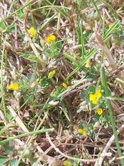 Trifolium micranthum