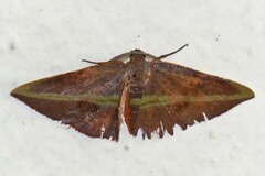 Hypochrosis iris