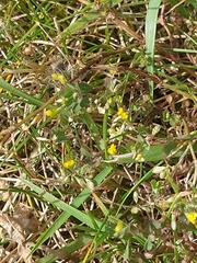 Trifolium micranthum