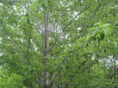 Populus maximowiczii