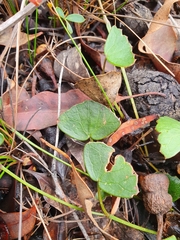 Pentapeltis peltigera