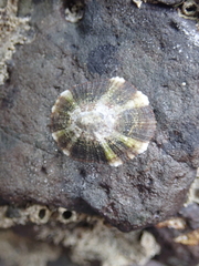 Cellana radiata