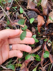Pentapeltis peltigera