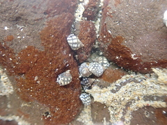 Echinolittorina leucosticta