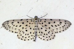 Percnia