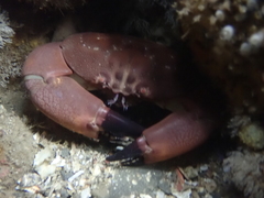 Atergatis integerrimus