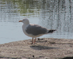 Larus argentatus