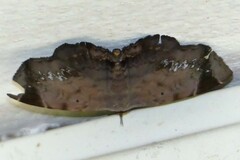 Mecodina albodentata