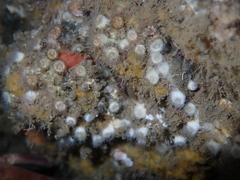 Polycyathus verrilli