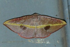 Hypochrosis iris