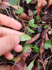 Pentapeltis peltigera