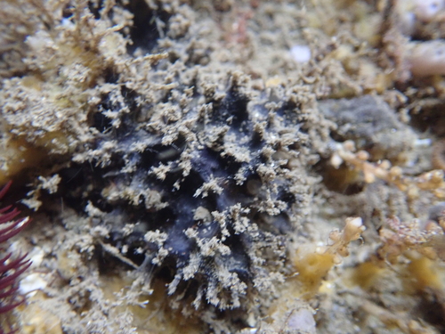 Echinodictyum asperum observed 2019-02-18