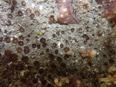 Polycyathus verrilli