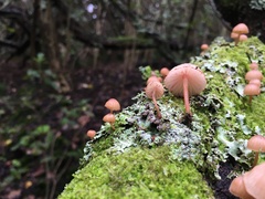 Mycena mariae