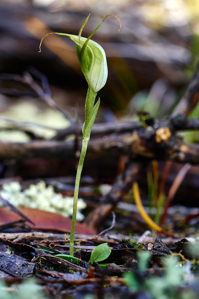 Pterostylis pedoglossa