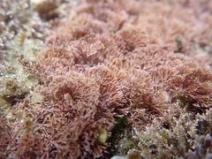 Amphiroa