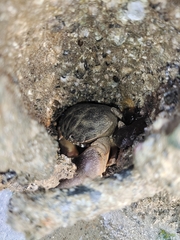 Myomenippe hardwickii