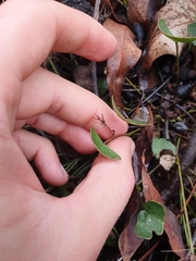 Pentapeltis peltigera