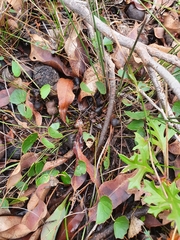 Pentapeltis peltigera