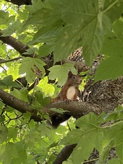 Sciurus vulgaris