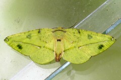 Omiza miliaria
