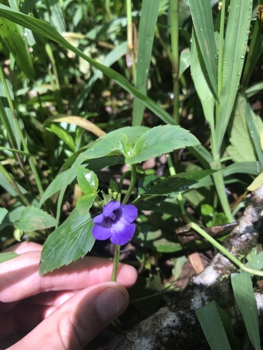 Torenia asiatica