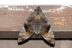 Acosmeryx pseudonaga